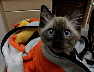 cute cat
