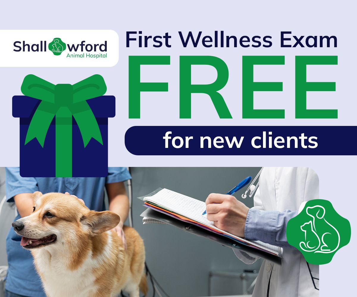 Free first wellness exam for new clients, promoting health and well-being services.