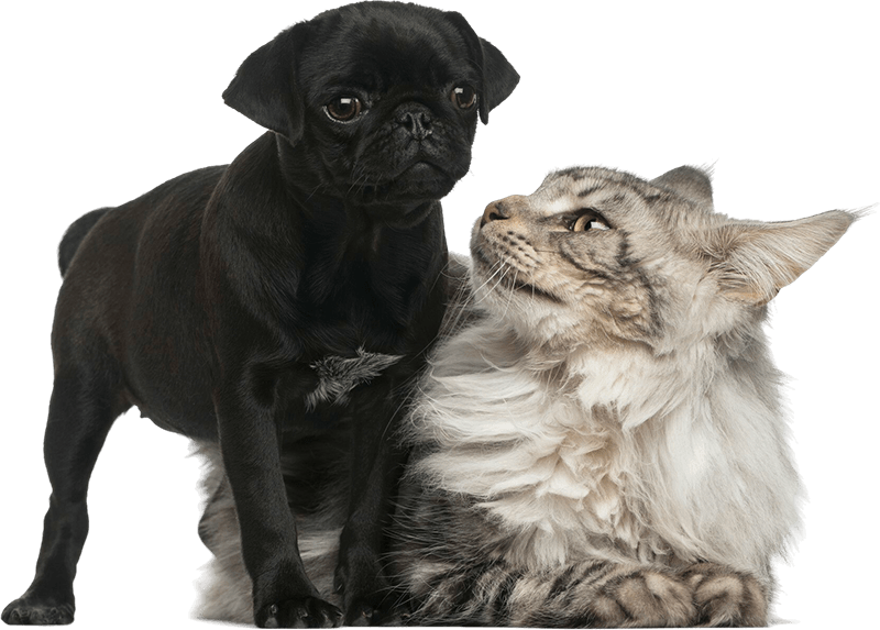 gray maine coon cat and black pug puppy