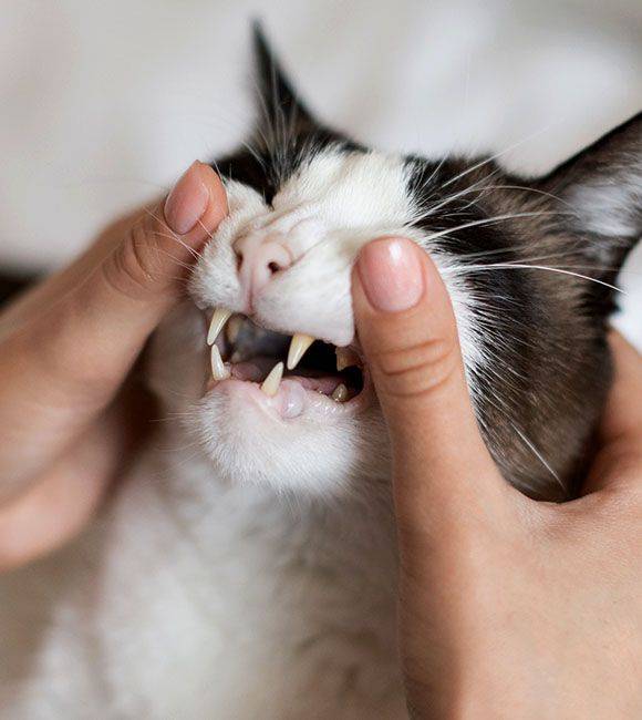 pet owner examining cats teeth