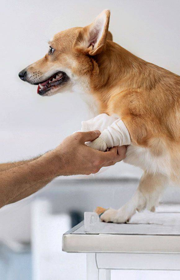 veterinarian bandaging paw pembroke welsh corgi dog