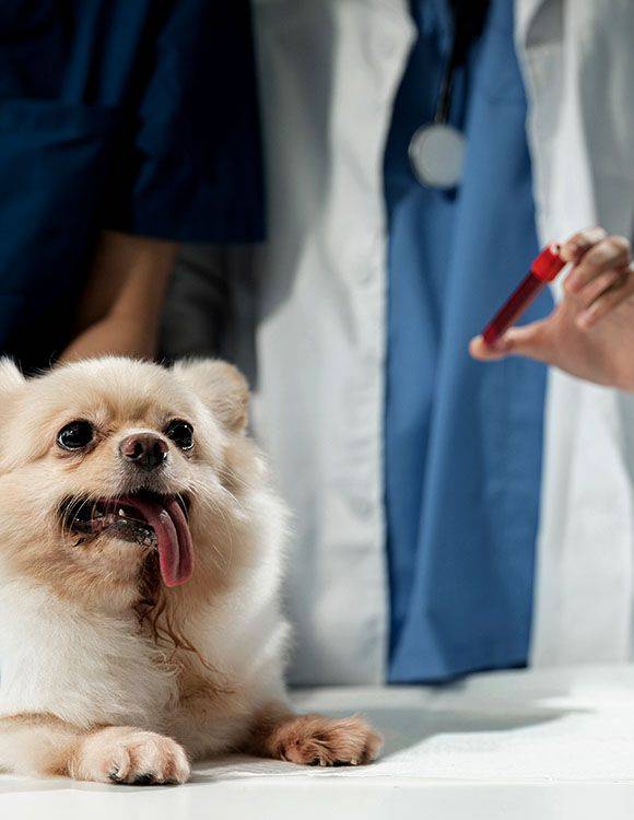 vet holding dogs blood test